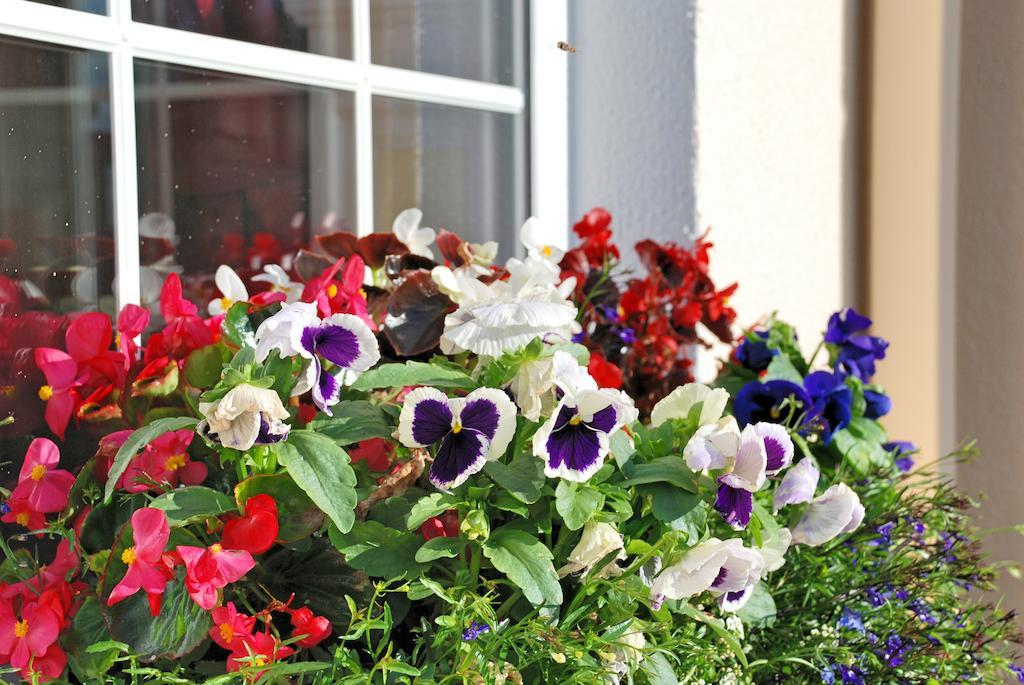 에니스코티 Lemongrove House B&B 외부 사진